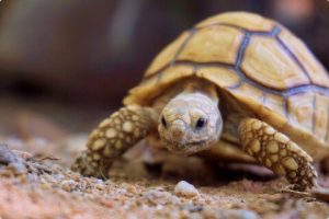 tortoise-img-300×200