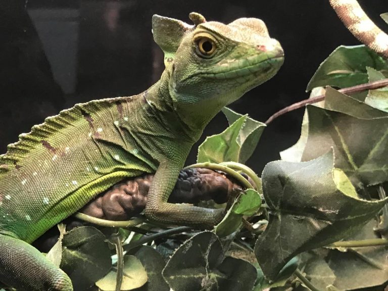 HERPs Show – January 28 – 29, 2023