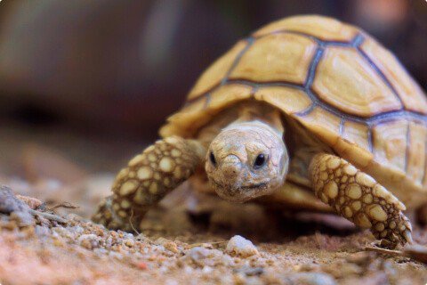 HERPS Exotic Reptile & Pet Show – Sept 9-10, 2023 – The Lone Star Convention Center